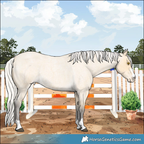 Horse Color:Silver Buckskin Roan Appaloosa 