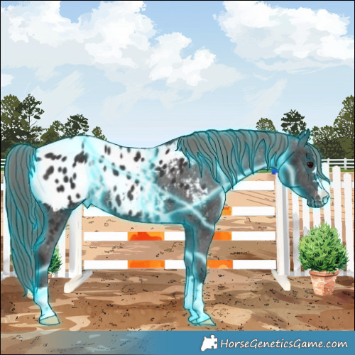 Horse Color:Thunderstruck Smoky Black Appaloosa Rabicano 