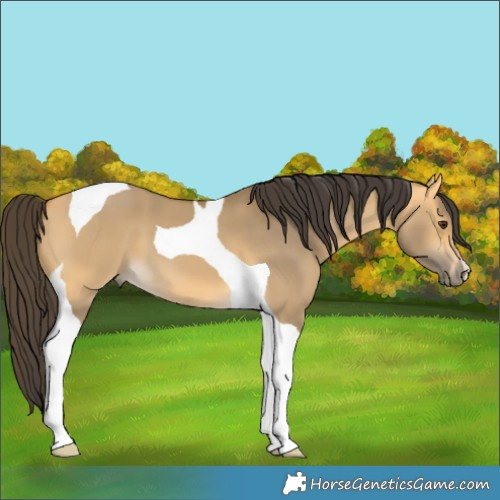 Horse Color:Buckskin Dun Tobiano