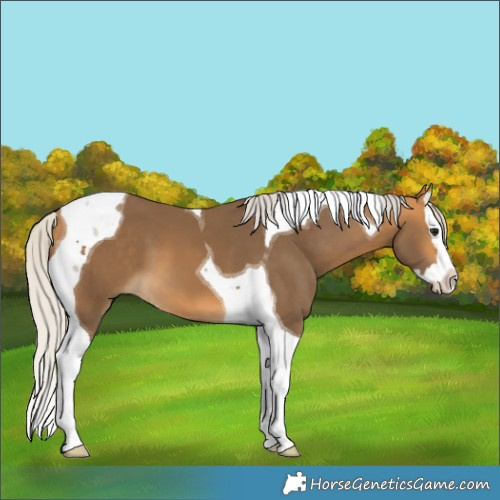 Horse Color:Silver Buckskin Splash Tobiano