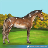 Horse Color:Gray White Spotted Chocolate Palomino Mushroom 