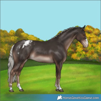 Horse Color:Liver Chestnut Mushroom Varnish