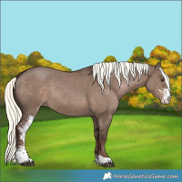 Horse Color:Liver Red Dun Mushroom Sabino Varnish 