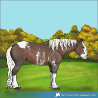 Horse Color:Liver Chestnut Mushroom Sabino Splash Appaloosa