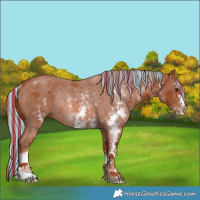 Horse Color:Painted Chestnut Sabino Rabicano 