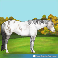 Horse Color:White Spotted Brown Dun Sabino Appaloosa 