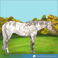 Horse Color:White Spotted Silver Brown Ice Dun Appaloosa 