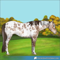 Horse Color:White Spotted Liver Red Dun Ice Appaloosa 
