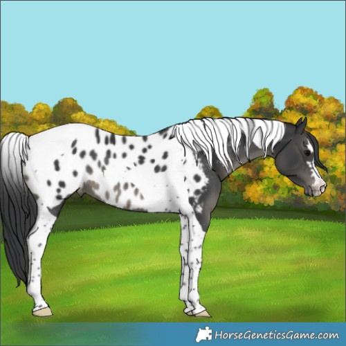 Horse Color:Black Tobiano Appaloosa 