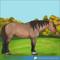 Horse Color:Bay Dun 