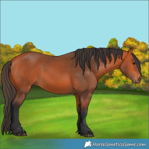 Horse Color:Bay 