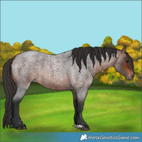 Horse Color:Bay Roan 