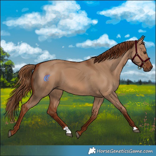 Horse Color:Red Dun 