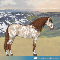 Horse Color:Red Dun Appaloosa 