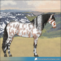 Horse Color:Brown Roan Leopard