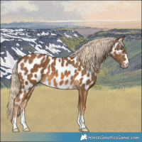 Horse Color:Chocolate Palomino Near Leopard 