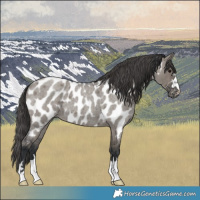 Horse Color:Grullo Roan Appaloosa 