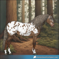 Horse Color:Gray Liver Red Dun Appaloosa 