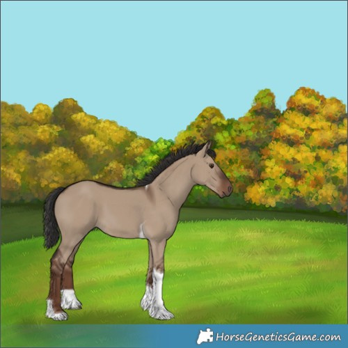 Horse Color:Liver Red Dun Tobiano