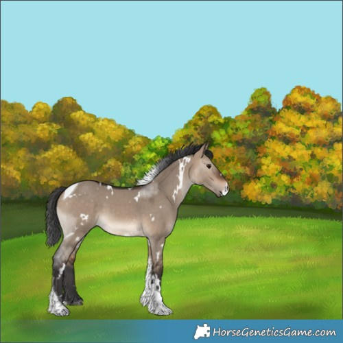 Horse Color:White Spotted Brown Dun Tobiano