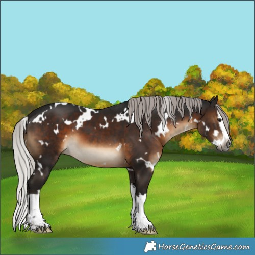 Horse Color:Gray White Spotted Silver Brown Splash 