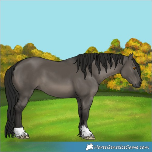 Horse Color:Gray Grullo 