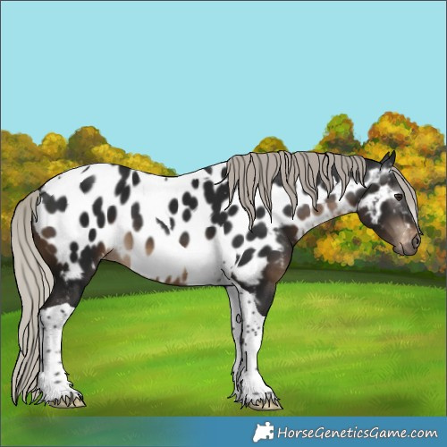 Horse Color:Gray Silver Brown Tobiano Near Leopard 
