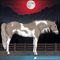 Horse Color:Silver Smoky Grullo Splash Tobiano Frame Rabicano 