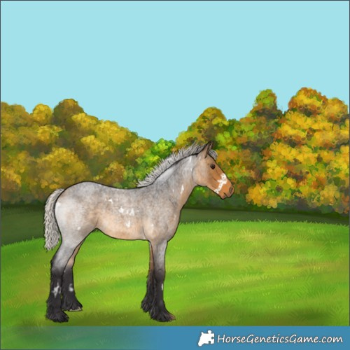Horse Color:White Spotted Silver Buckskin Roan 