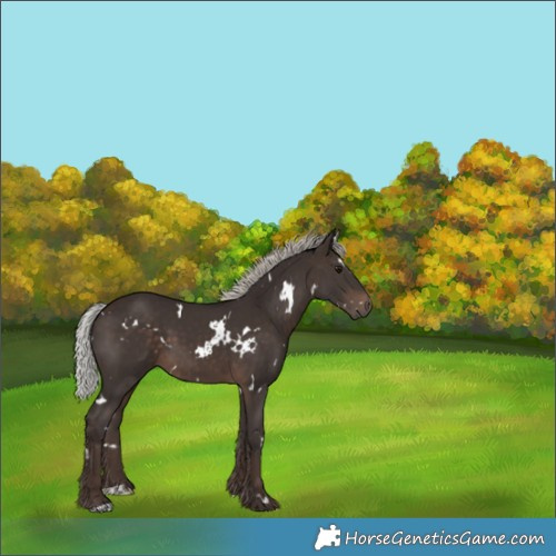 Horse Color:White Spotted Silver Brown 