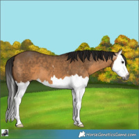 Horse Color:Gray Bay Dun Splash