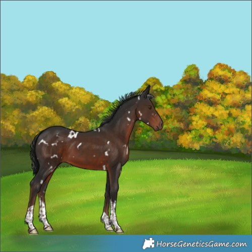 Horse Color:White Spotted Liver Chestnut Tobiano 