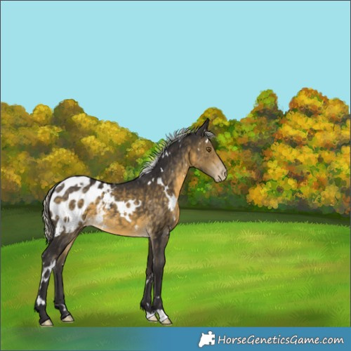 Horse Color:White Spotted Silver Buckskin Appaloosa 