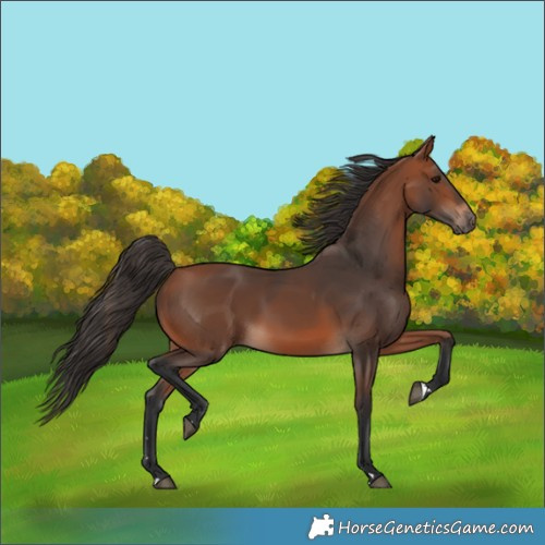 Horse Color:Bay 