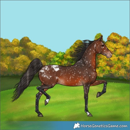 Horse Color:Brown Appaloosa