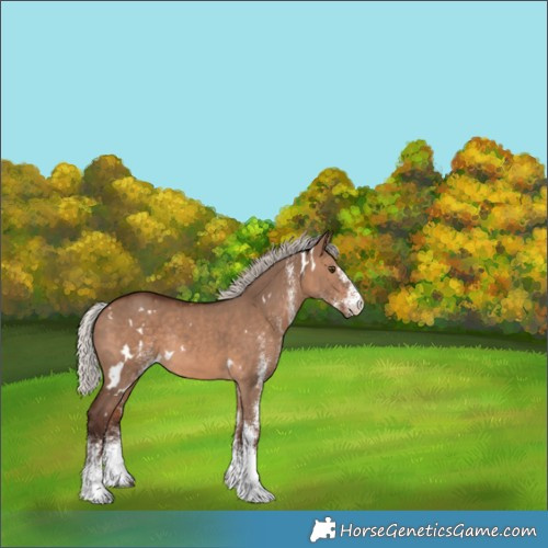 Horse Color:White Spotted Silver Brown Dun Rabicano 