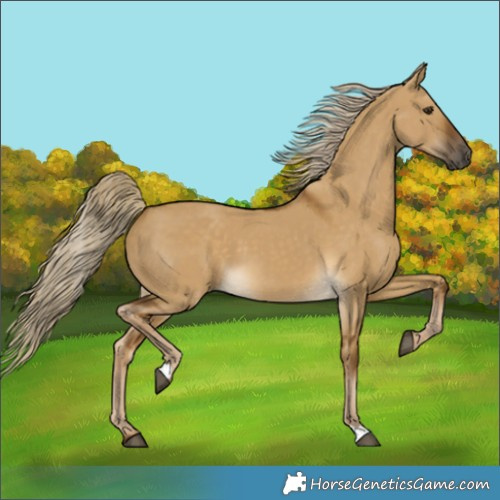 Horse Color:Chocolate Palomino Dun