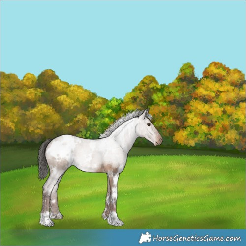 Horse Color:White Spotted Liver Red Dun 