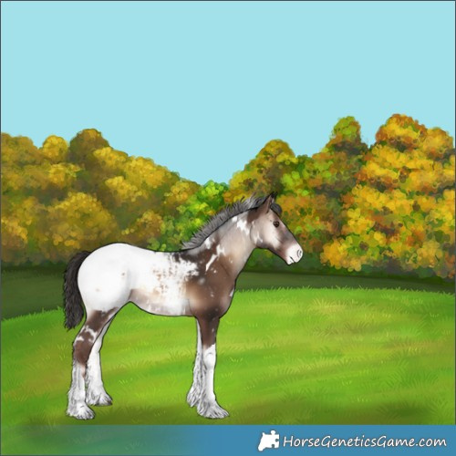 Horse Color:White Spotted Liver Red Onyx Tobiano Appaloosa Rabicano 