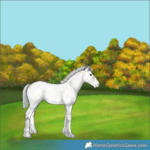 Horse Color:Watercolor White Spotted Silver Bay Onyx Appaloosa 