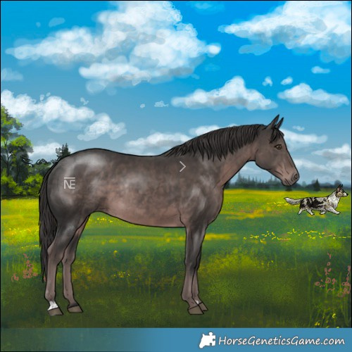 Horse Color:Platinum Liver Chestnut Rabicano 