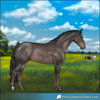 Horse Color:Platinum Liver Chestnut Rabicano 