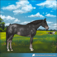 Horse Color:Platinum Liver Chestnut Rabicano 