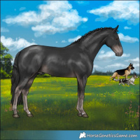 Horse Color:Platinum Liver Chestnut Rabicano 