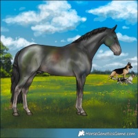 Horse Color:Platinum Liver Chestnut Rabicano
