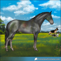 Horse Color:Platinum Liver Chestnut Rabicano 
