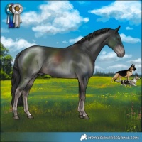 Horse Color:Platinum Liver Chestnut Rabicano 