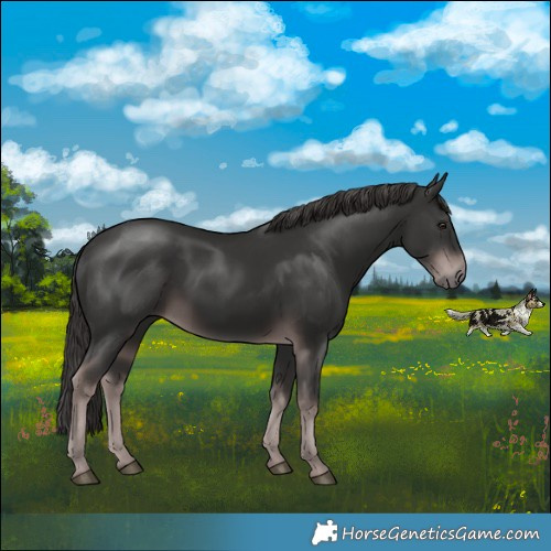 Horse Color:Platinum Liver Chestnut Rabicano 