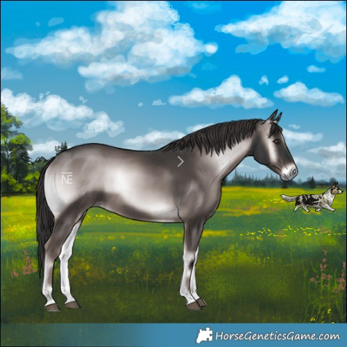 Horse Color:Platinum Liver Red Onyx Rabicano
