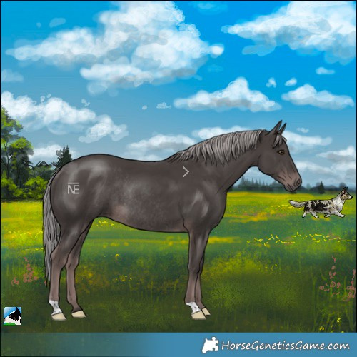 Horse Color:Platinum Liver Chestnut Rabicano 